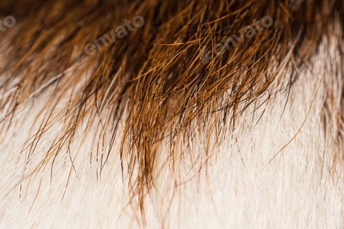 Preview: Macro photography dog fur
