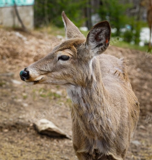 Preview: Close up side view of a white tailed deer doe. Ontario Canada.