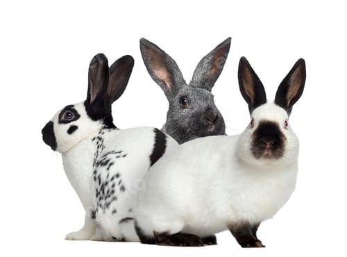 Preview: Checkered rabbit and Argente rabbit and Russian rabbit isolated on white
