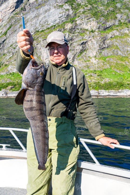 Preview: Fisherman with big wolffish near Lofoten, Senija, Alta Norway. Man holding catch Atlantic wolf fish