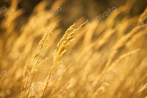 Preview: Closeup of yellow autumn grass in sunset after dry summer