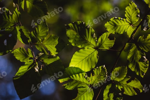 Preview: Beautiful green leaves and bright sun with bokeh effect on background