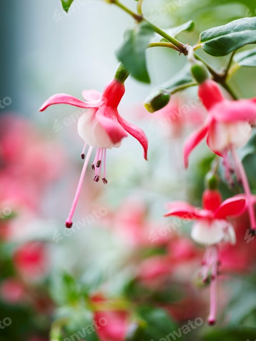 Preview: Close up of pink flower from fuchsia garden plant