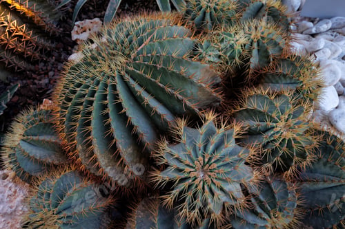 Preview: Mexico cactus, succulent plant