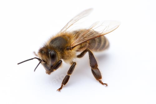 Preview: Isolated Bee