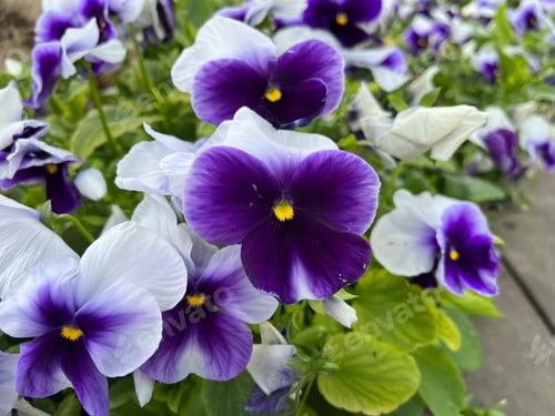 Preview: Flowers