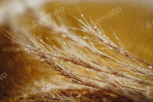 Preview: Drops of water on summer grass with beautiful bokeh