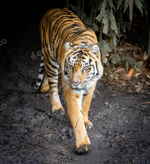 Preview: Closeup shot of a tiger in Melbourne zoo