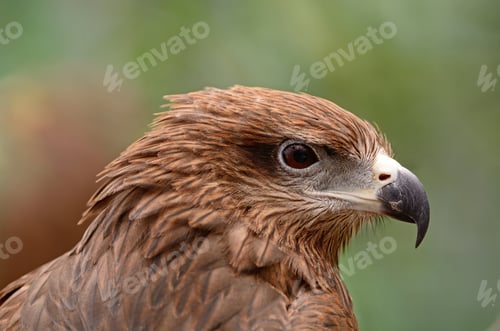 Preview: Black Kite
