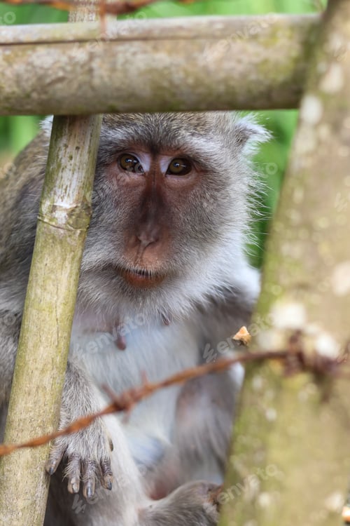 Preview: Monkey portrait.