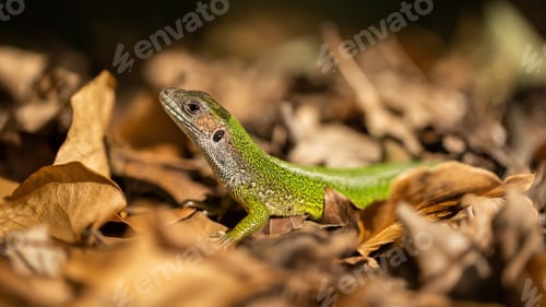 Preview: European green lizard looking on leaves in autumn nature