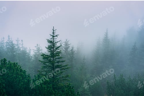 Preview: darkness, forest, horror, spooky