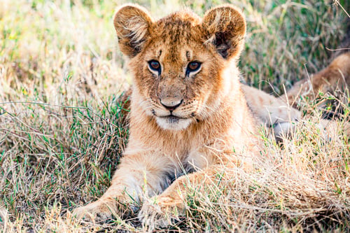 Preview: Lion Lioness Cub Wild Cat Big Five Wildlife Animals