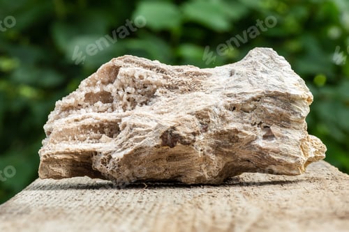 Preview: Petrified Wood Trunk Sample with Crystals on Wood