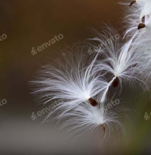 Preview: Closeup shot of milkweed seeds on a blurred background