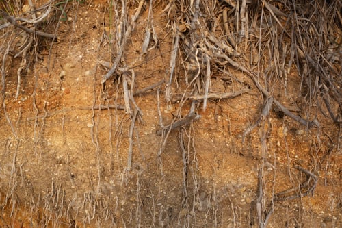 Preview: dry roots of shrubs against the background of yellow clay rock.