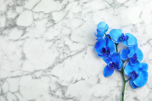 Preview: Branch with beautiful tropical orchid flowers on marble background, top view. Space for text