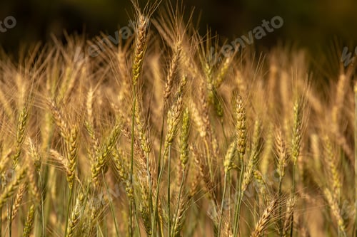 Preview: Barley Field in Sunset