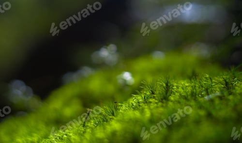 Preview: moss detail