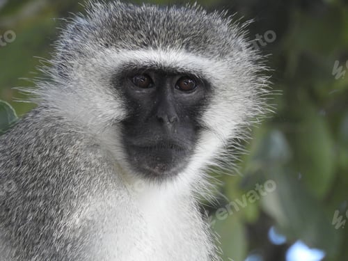 Preview: Macro shot of a cute African monkey in front of a blurry background