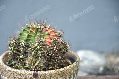 Preview: Close-Up Of Succulent Plant In Pot