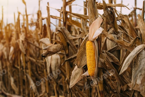Preview: Ripe yellow ear of corn on the cob
