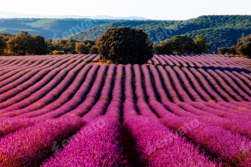 Preview: Purple Lavender Fields. Summer sunset landscape in Brihuega