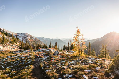 Preview: Trees on cascade mountain range, Diablo, Washington, USA