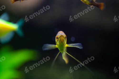 Preview: Freshwater aquarium fish