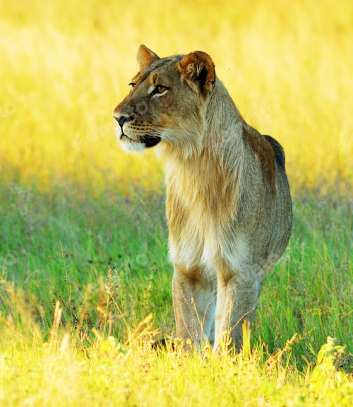 Preview: A Beautiful and Breathtaking wildlife in the World