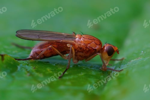 Preview: Closeup of a red colored European Psilid or rustflies (Psila merdaria) sitting on a green leaf