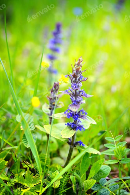 Preview: Blooming blue bugleweeds (Ajuga reptans) in the summer meadow
