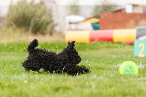 Preview: Dog catching flying disk in jump, pet playing outdoors in a park. sporting event, achievement in spo