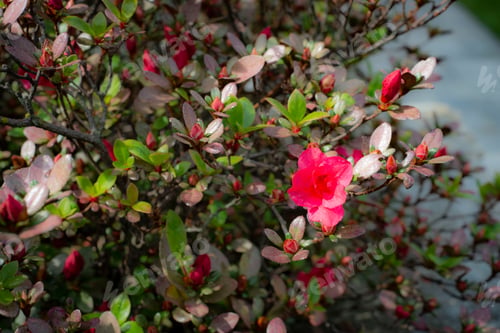 Preview: Azalea