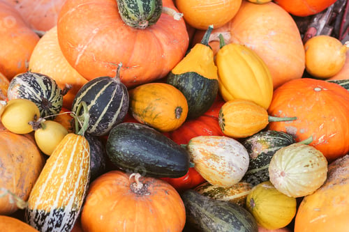 Preview: Background of pumpkins of different sizes and varieties. Harvest and the beginning of autumn