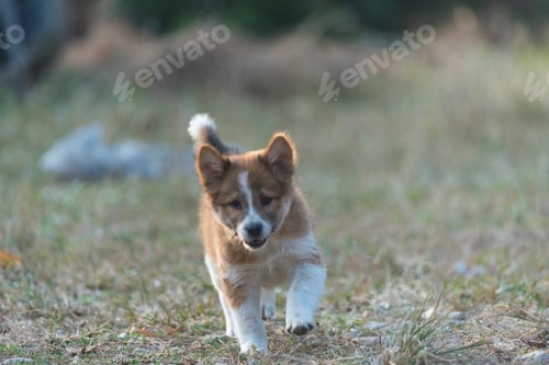 Preview: Puppies dog are playing in the grass with warm sunlight .