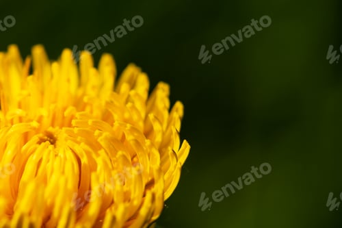 Preview: Blooming yellow dandelion on a dark background. Macrophotography.