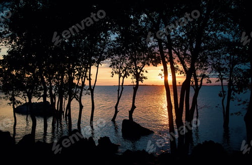 Preview: Silhouette scene the tree in the flooded land with sunset