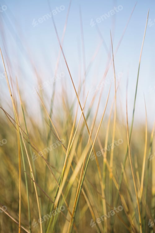 Preview: Close up of windswept sea grasses.