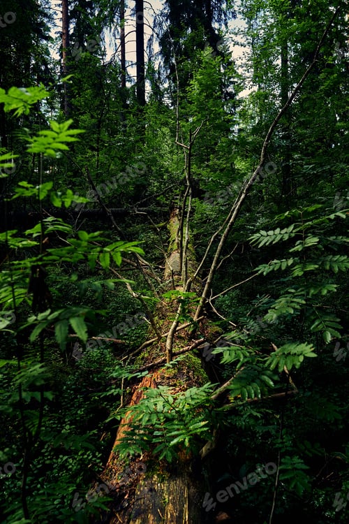 Preview: Plants and fern growing on falling tree trunk in the forest with foilage trees