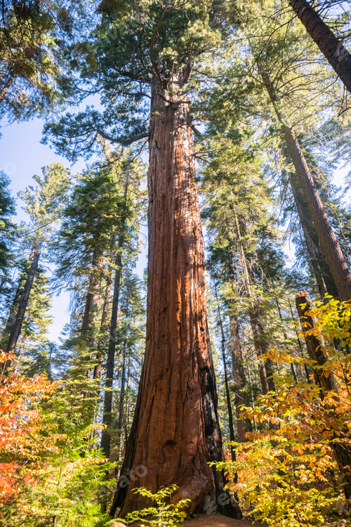 Preview: Tall Sequoia tree