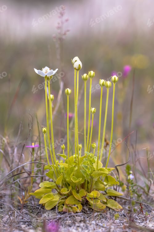 Preview: Flowers of Marsh grass of Parnassus