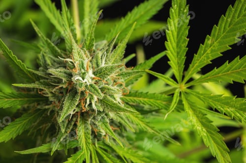 Preview: Cannabis buds close-up on a dark background. A mature marijuana bush