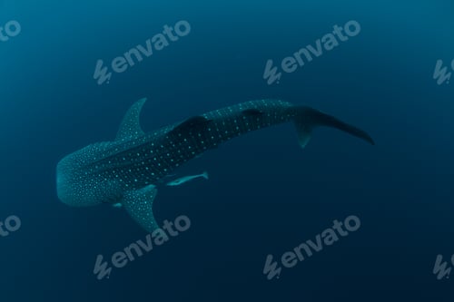 Preview: whale shark underwater