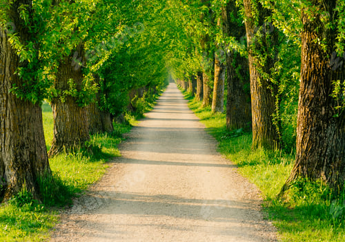 Preview: Tree avenue in the morning sun
