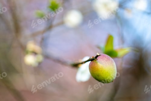 Preview: White plum tree flowers., on the tree