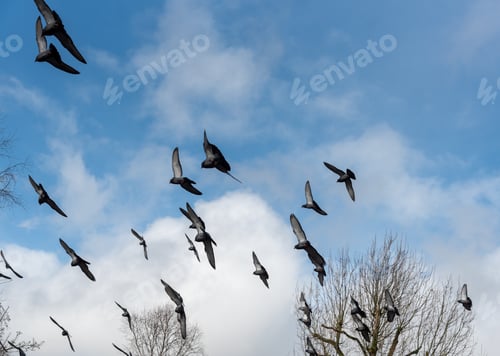 Preview: Group of black pigeon birds flying in the cloudy sky.