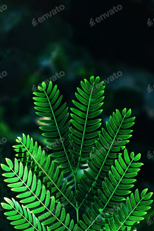 Preview: Natural green leaves close-up tropical plant background.