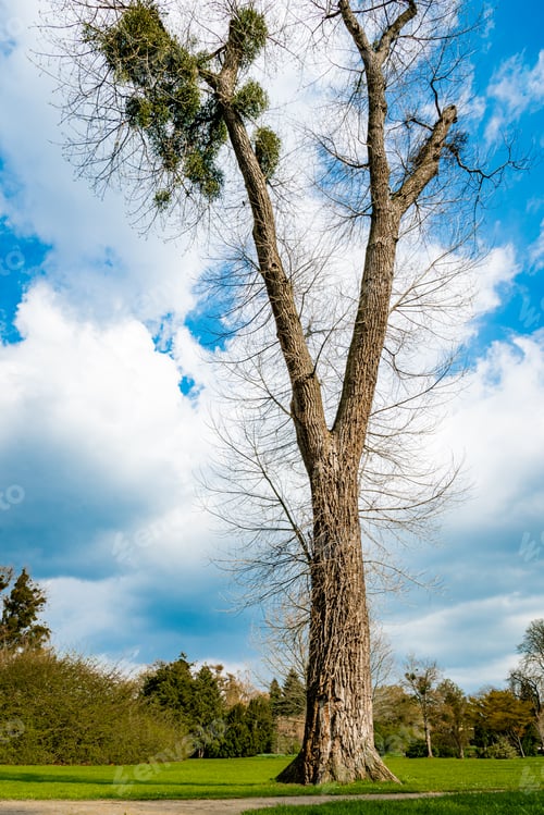 Preview: A Single Tree Standing Alone with Blue Sky and Grass.