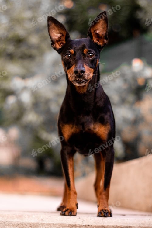 Preview: Vertical shot of a Prague ratter dog on a blurred background